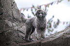 male Royal Standard Poodle