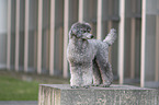 male Royal Standard Poodle