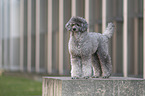 male Royal Standard Poodle