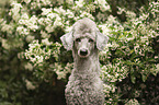 male Royal Standard Poodle