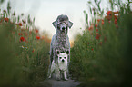 2 dogs