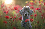 male Royal Standard Poodle