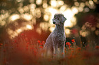 male Royal Standard Poodle