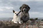 2 dogs