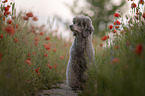 male Royal Standard Poodle