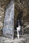 Royal Standard Poodle