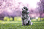 Royal Standard Poodle