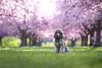 Royal Standard Poodle