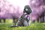 Royal Standard Poodle