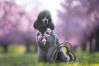 Royal Standard Poodle