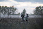 Royal Standard Poodle