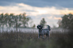 Royal Standard Poodle