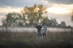 Royal Standard Poodle