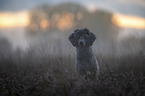 Royal Standard Poodle