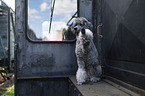 Royal Standard Poodle