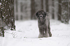 Royal Standard Poodle