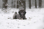 Royal Standard Poodle