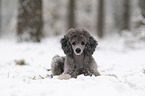 Royal Standard Poodle