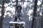 Royal Standard Poodle