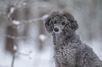 Royal Standard Poodle
