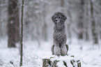 Royal Standard Poodle