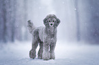 Royal Standard Poodle