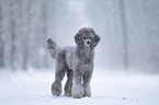 Royal Standard Poodle