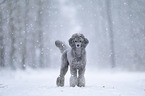 Royal Standard Poodle