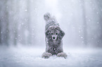 Royal Standard Poodle