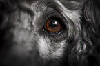 Royal Standard Poodle