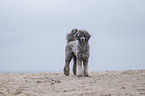 Royal Standard Poodle