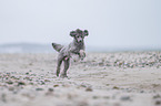 Royal Standard Poodle