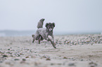 Royal Standard Poodle