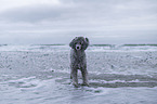 Royal Standard Poodle