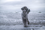 Royal Standard Poodle