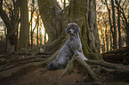 Royal Standard Poodle