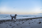 Royal Standard Poodle