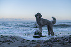 Royal Standard Poodle