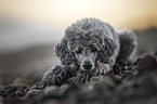 Royal Standard Poodle