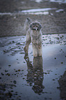 Royal Standard Poodle