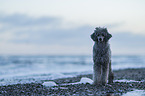 Royal Standard Poodle