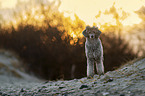 Royal Standard Poodle