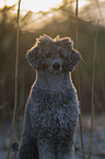 Royal Standard Poodle