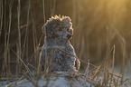 Royal Standard Poodle