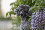 Royal Standard Poodle