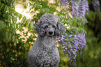 Royal Standard Poodle