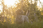 Royal Standard Poodle