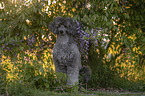 Royal Standard Poodle