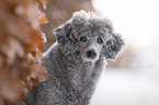 Royal Standard Poodle