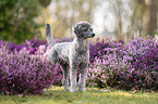 Royal Standard Poodle
